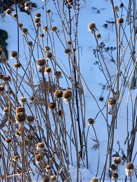 معرفی و راهنمای پرورش گیاهان زینتی فضای باز - رودبکیا / سوسن چشم سیاه